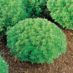 Minette Basil Seeds (P) Pkt Of 100 Seeds
