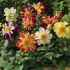 Harlequin Mix Dahlia Seeds -Parkseed Shop 00684 PK 100