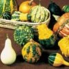 Gourd Complete Large & Small Mix Seeds -Parkseed Shop 00922 pk p1