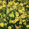 Dakota Gold Helenium Seeds -Parkseed Shop 00940 PK 100