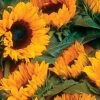 ProCut® Orange Hybrid F1 Sunflower Seeds 1 ProCut® Orange Hybrid F1 Sunflower Seeds -Parkseed Shop 00959 PK 250