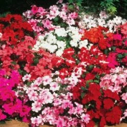 Accent™ Mix Hybrid Impatiens Seeds