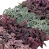 Confetti Compact Mix Polka Dot Seeds 1 Confetti Compact Mix Polka Dot Seeds -Parkseed Shop 01083 PK 500