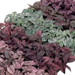 Confetti Compact Mix Polka Dot Seeds