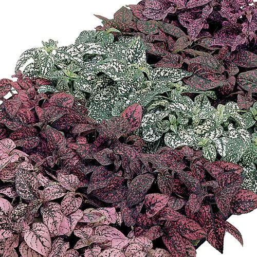 Confetti Compact Mix Polka Dot Seeds 3 Confetti Compact Mix Polka Dot Seeds