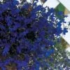 Regatta Midnight Blue Lobelia Seeds 2 Regatta Midnight Blue Lobelia Seeds -Parkseed Shop 01194 PK 250
