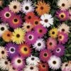 Harlequin Mix Livingstone Daisy Seeds -Parkseed Shop 01307 pk p1