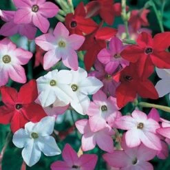 Perfume Hybrid Mix Flowering Tobacco Seeds