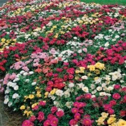 Sundial Mix Hybrid Moss Rose Seeds