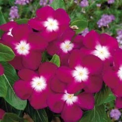 Pacifica Burgundy Halo Vinca Seeds