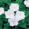 Pacifica White Hybrid Vinca Seeds -Parkseed Shop 02132 pk p1