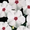 Pacifica Polka Dot Hybrid Vinca Seeds -Parkseed Shop 02141 pk p1
