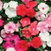 Pacifica Mix Hybrid Vinca Seeds -Parkseed Shop 02154 pk p1