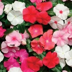 Pacifica Mix Hybrid Vinca Seeds