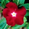 Jaio Dark Red Vinca Seeds 1 Jaio Dark Red Vinca Seeds -Parkseed Shop 02160 pk p1