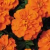 Bonanza™ Deep Orange Marigold Seeds -Parkseed Shop 02460 PK 500