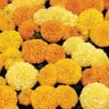 Inca II™ Mix Hybrid Marigold Seeds -Parkseed Shop 02483