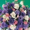 Echo Mix Lisianthus Seeds -Parkseed Shop 02548 PK 250