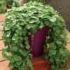 Emerald Falls Dichondra Ground Cover Seeds -Parkseed Shop 03157 PK 100