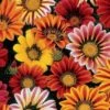 Sunshine Mix Gazania Seeds -Parkseed Shop 03258 pk p1