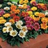 Kiss™ Mix Hybrid Gazania Seeds -Parkseed Shop 03259 pk 250