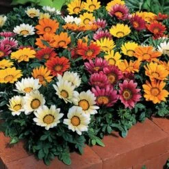 Kiss™ Mix Hybrid Gazania Seeds