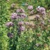 Oregano Seeds (P)Ā Pkt Of 100 Seeds 1 Oregano Seeds (P)Ā Pkt Of 100 Seeds -Parkseed Shop 03580 pk p1