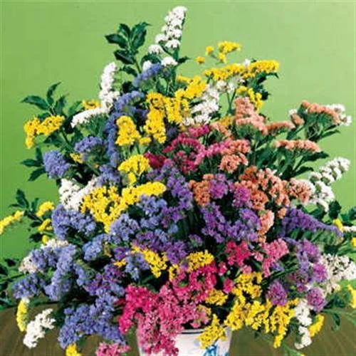 Soiree Mix Statice Flower Seeds 3 Soiree Mix Statice Flower Seeds