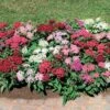Graffiti® Mix Pentas Seeds -Parkseed Shop 04670 PK 100