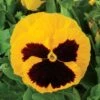 Majestic Giants II Yellow W/Blotch Hybrid Pansy Seeds -Parkseed Shop 04829 PK 250