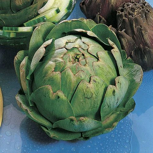 Imperial Star Artichoke Seeds (P) Pkt Of 20 Seeds 4 Imperial Star Artichoke Seeds (P) Pkt Of 20 Seeds - Image 2