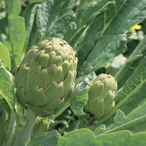 Imperial Star Artichoke Seeds (P) Pkt Of 20 Seeds 3 Imperial Star Artichoke Seeds (P) Pkt Of 20 Seeds