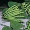 Blue Lake 274 Bush Bean Seeds (N) 1/2 lb -Parkseed Shop 05010 pk n