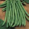 Blue Lake 274 Bush Bean Seeds (P) Pkt Of 100 Seeds -Parkseed Shop 05010 pk p1