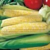 Ambrosia Hybrid Corn Seeds -Parkseed Shop 05091