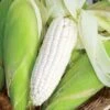 Silver Queen Hybrid Corn Seeds 2 Silver Queen Hybrid Corn Seeds -Parkseed Shop 05103