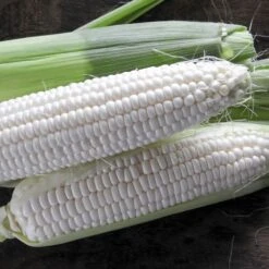 Silver Queen Hybrid Corn Seeds -Parkseed Shop 05103 1