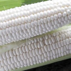 Silver Queen Hybrid Corn Seeds -Parkseed Shop 05103 2