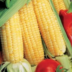 Sugar Buns Hybrid Corn Seeds