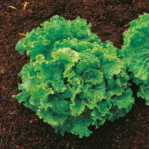Green Ice Lettuce Seeds (P) Pkt Of 600 Seeds 3 Green Ice Lettuce Seeds (P) Pkt Of 600 Seeds