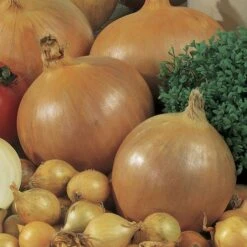 Candy Hybrid Onion Seeds (P) Pkt Of 200 Seeds