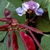 Hyacinth Bean Seeds (P) Pkt Of 25 Seeds -Parkseed Shop 05234 pk p1