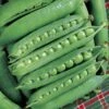 Green Arrow Pea Seeds 2 Green Arrow Pea Seeds -Parkseed Shop 05237