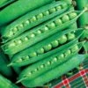 Green Arrow Pea Seeds (P) Pkt Of 160 Seeds -Parkseed Shop 05237 pk p1