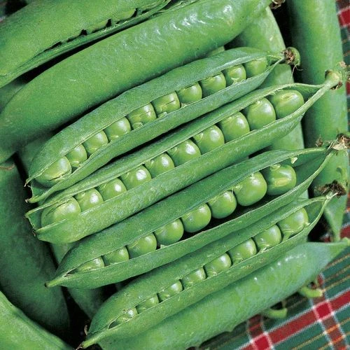 Green Arrow Pea Seeds 3 Green Arrow Pea Seeds