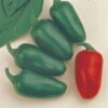 Jalapeño M Pepper Seeds (P) Pkt Of 25 Seeds -Parkseed Shop 05259 pk p1