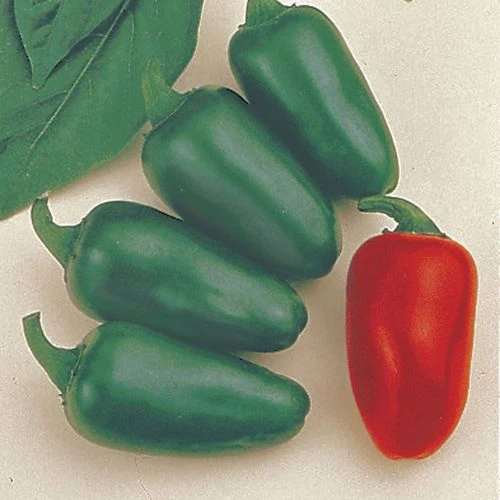 Jalapeño M Pepper Seeds (P) Pkt Of 25 Seeds 3 Jalapeño M Pepper Seeds (P) Pkt Of 25 Seeds