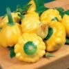 Sunburst Hybrid Squash Seeds (P) Pkt Of 20 Seeds -Parkseed Shop 05295 pk p1