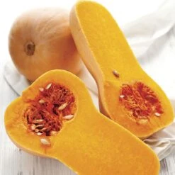 Early Butternut Hybrid Winter Squash Seeds (P) Pkt Of 20 Seeds