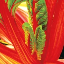 Bright Lights Swiss Chard Seeds (P) Pkt Of 125 Seeds -Parkseed Shop 05308 PK P1 2